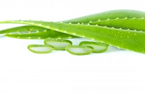 aloe vera